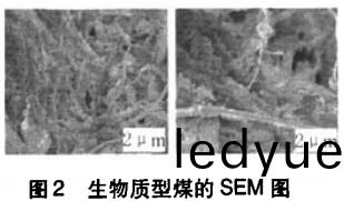 生(sheng)物(wu)質(zhi)成(cheng)型煤(mei)sem圖(tu) 生(sheng)物質成(cheng)型煤sem圖
